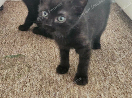 Kittens