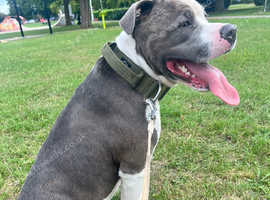 Staff cross American bulldog
