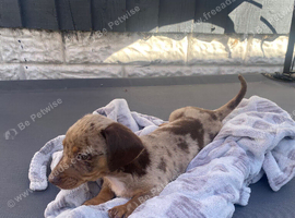 Miniature dachshund cross puppies