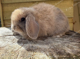 Mini lop harlequin doe