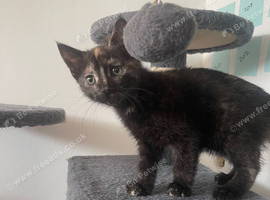 3 month old kitten
