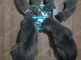 2 boys and 1 girl for new home
