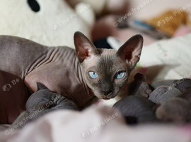 Gorgeous Sphynx Kittens