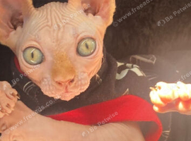 2 year old spayed spyhnx girl