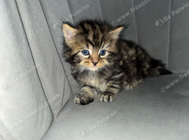 Kittens for sale