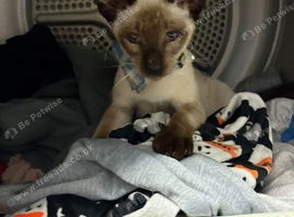 Male siamese