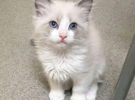 Ragdoll kittens (bicolour)