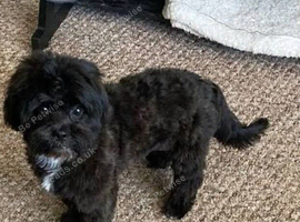 5 month boy shihtzu
