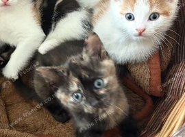 Playful Tortie Kitten Ready for Her Forever Home