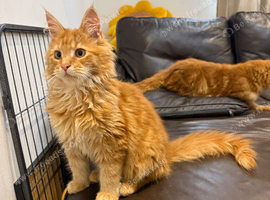 Maine Coon kittens (boys)