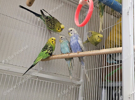 Budgies