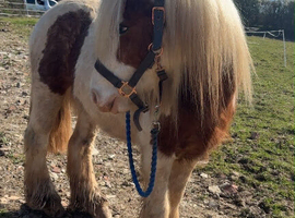 12.2hh cob