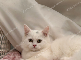 1 Loving Persian male