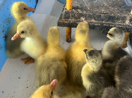 Embden and Chinese goslings hatched 1/6/26