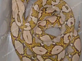 Mochino male reticulated python