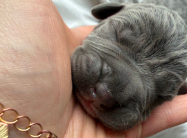 American bulldog mixed with mastiff puppy