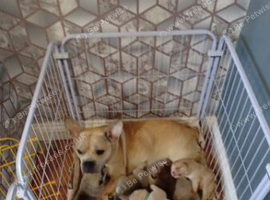 Chow chow X french staffie male pu