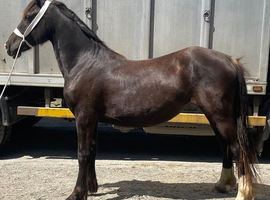 Reg filly to make 13.2/14hh