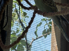 Young budgies and some year olds