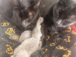 5 beautiful babies