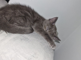 Beautiful grey boy