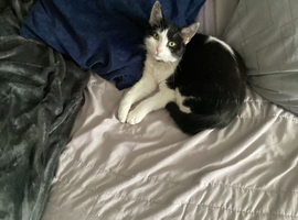 Not allowed pets in new place