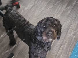 1yr old male cockapoo