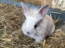 Baby rabbits for sale
