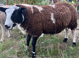 1 x pure Dutch spotted ram lamb