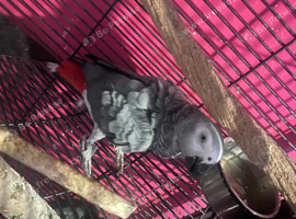 Talking african grey with papers and dna