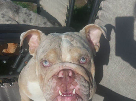 English bulldog