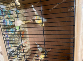 Harlequin canary&rsquo;s