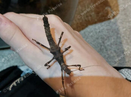 Giant Spiny Stick Insect (Eurycantha calcarata)
