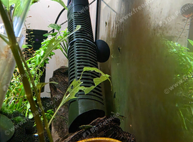 Neocardina Shrimp - full setup