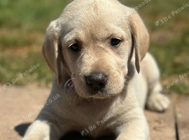 Gorgeous Goldador Puppies only Boy and girl left!!