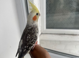 Loving cocktail