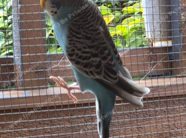 Baby budgie