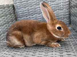 Muffin needs a home