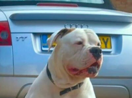 Johnson American Bulldog ** STUD **
