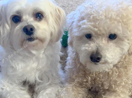 I would loke to rehome a maltese or maltipoo dog.