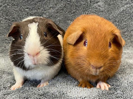 Guinea Pigs - Bonded baby boys &pound;25 the pair