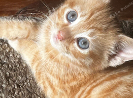 Ginger kittens