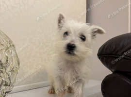 Male west highland puppy.