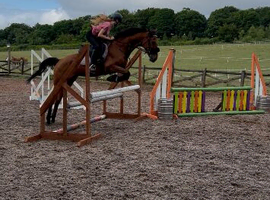 Thoroughbred gelding for sale