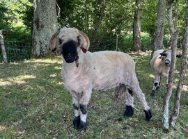 Pedigree Valais Blacknose Ram