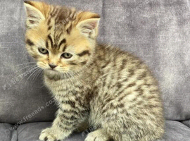 Stunning 8 Week Old BSH x Bengal Kitten  boy