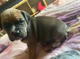 Last pup of litter