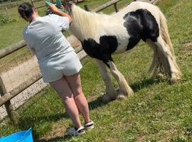 Rising 2 traditional cob gelding 11.3hh