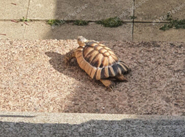 13 year old male marginated Tortoise called Alan for sale.
