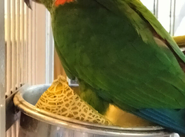 Conure